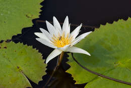 Image de Nymphaea ampla (Salisb.) DC.