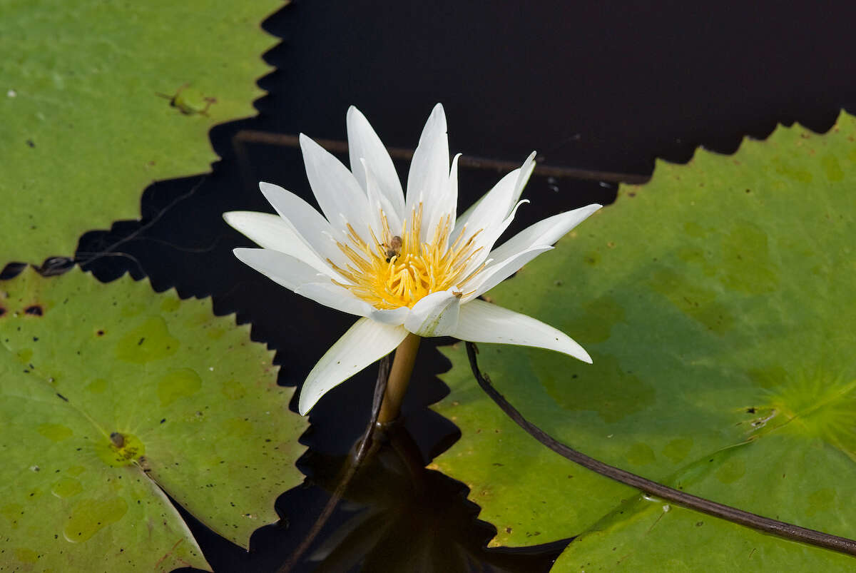 Image de Nymphaea ampla (Salisb.) DC.