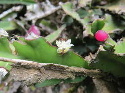 Image de Lepismium cruciforme (Vell.) Miq.