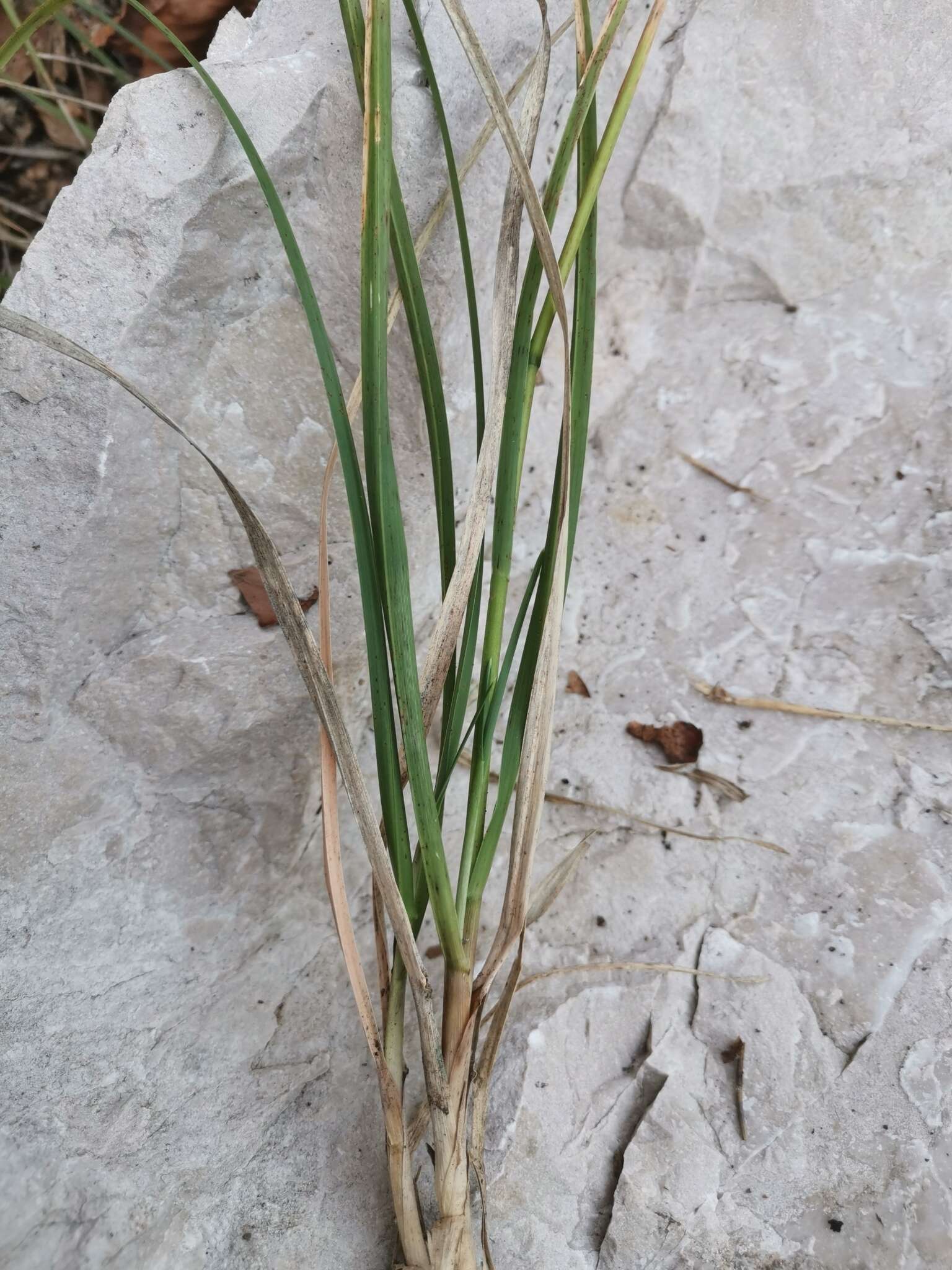 Image of autumn moor grass