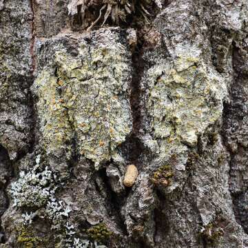 Image of orange lichen