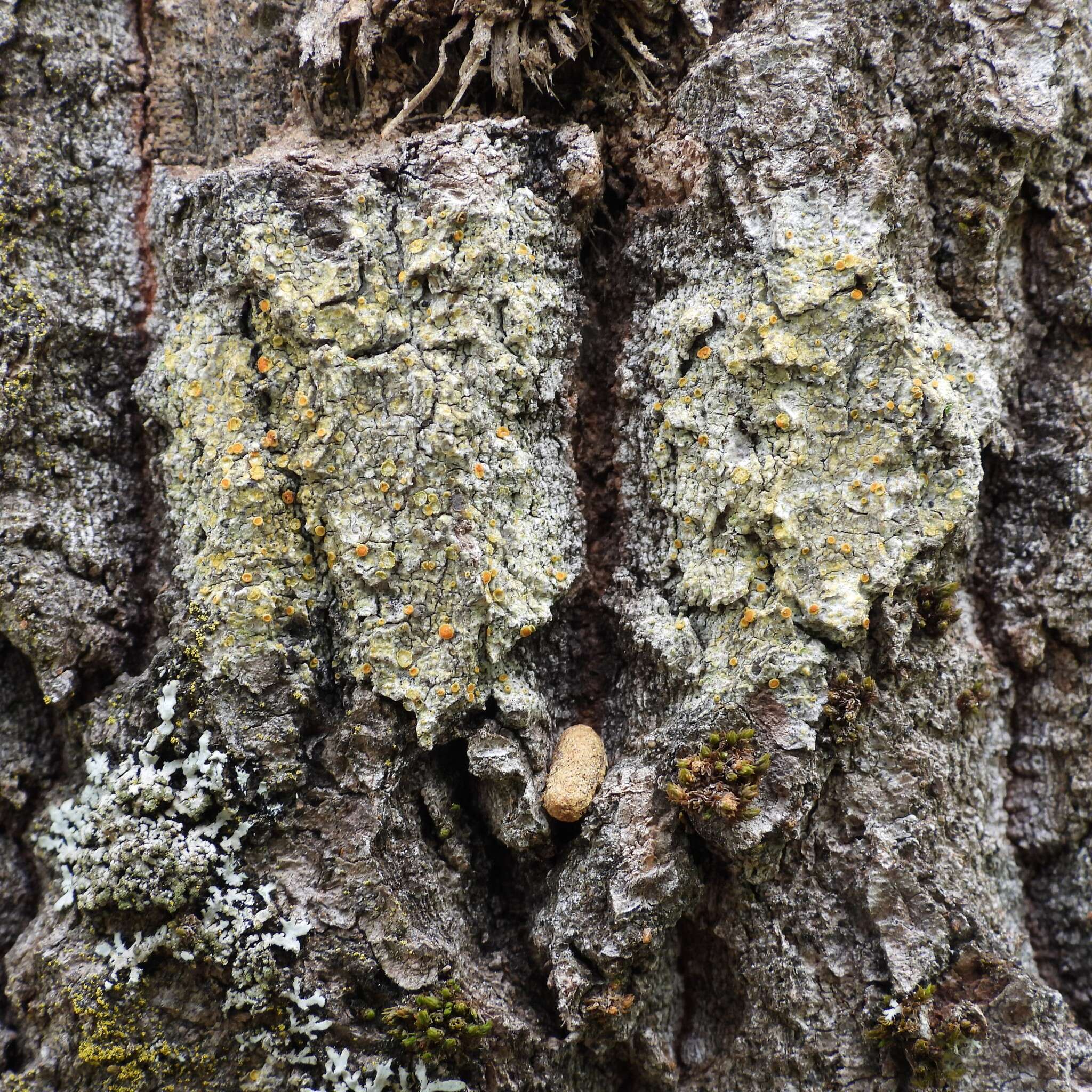 Image of orange lichen