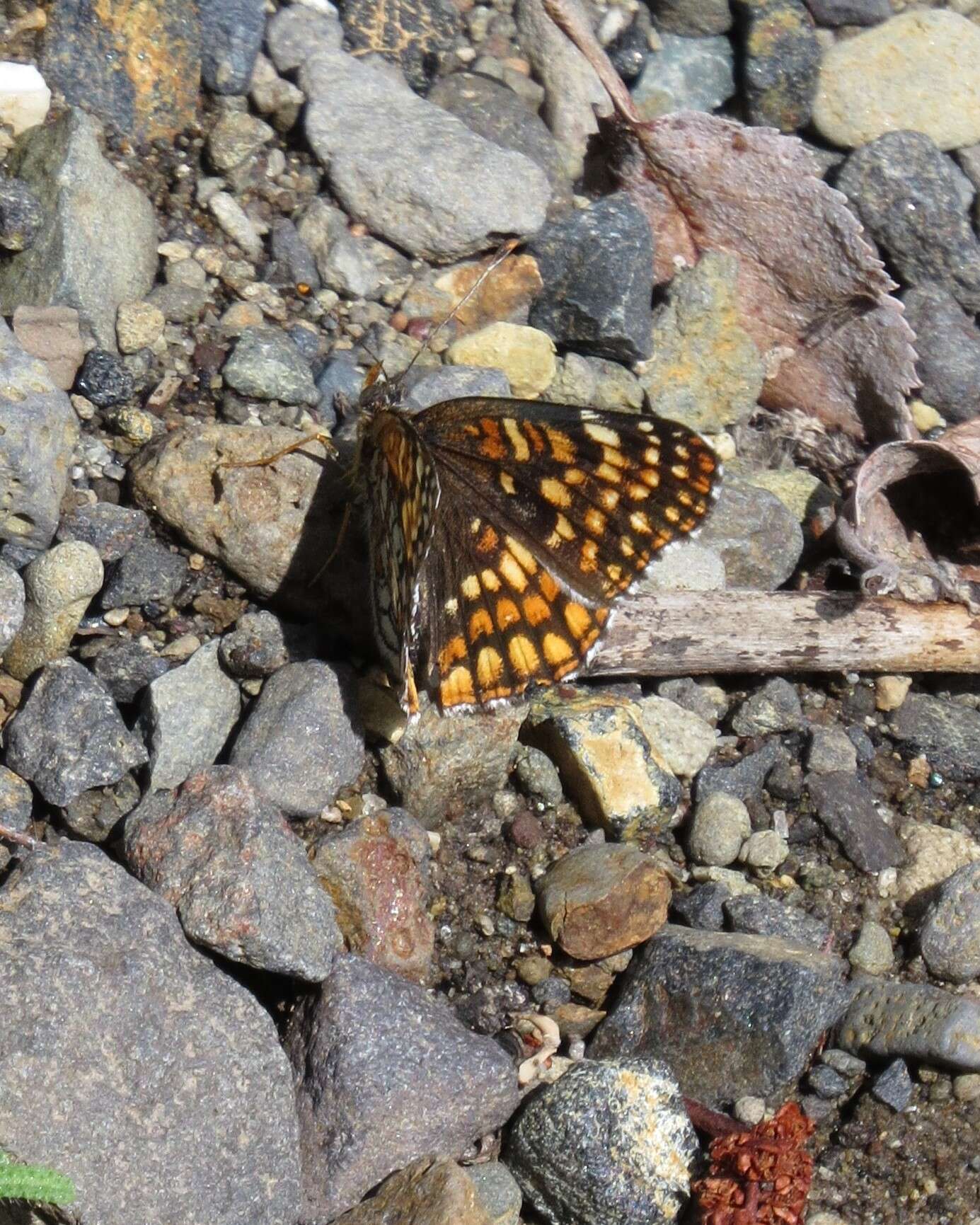 Image of Chlosyne acastus sterope (W. H. Edwards 1870)