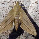 Image of Xylophanes barbuti Haxaire & Eitschberger 2007