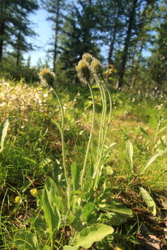 Image of alpine hawkweed