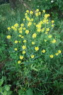 Image de bunias dorient