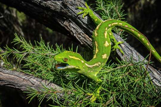 Image of Northland green gecko