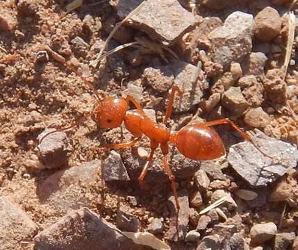 Image of Melophorus bagoti Lubbock 1883