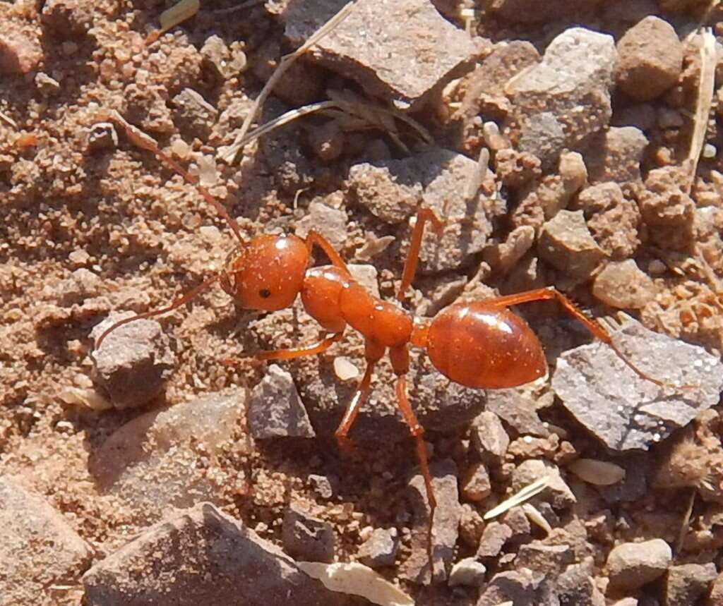 Imagem de Melophorus bagoti Lubbock 1883