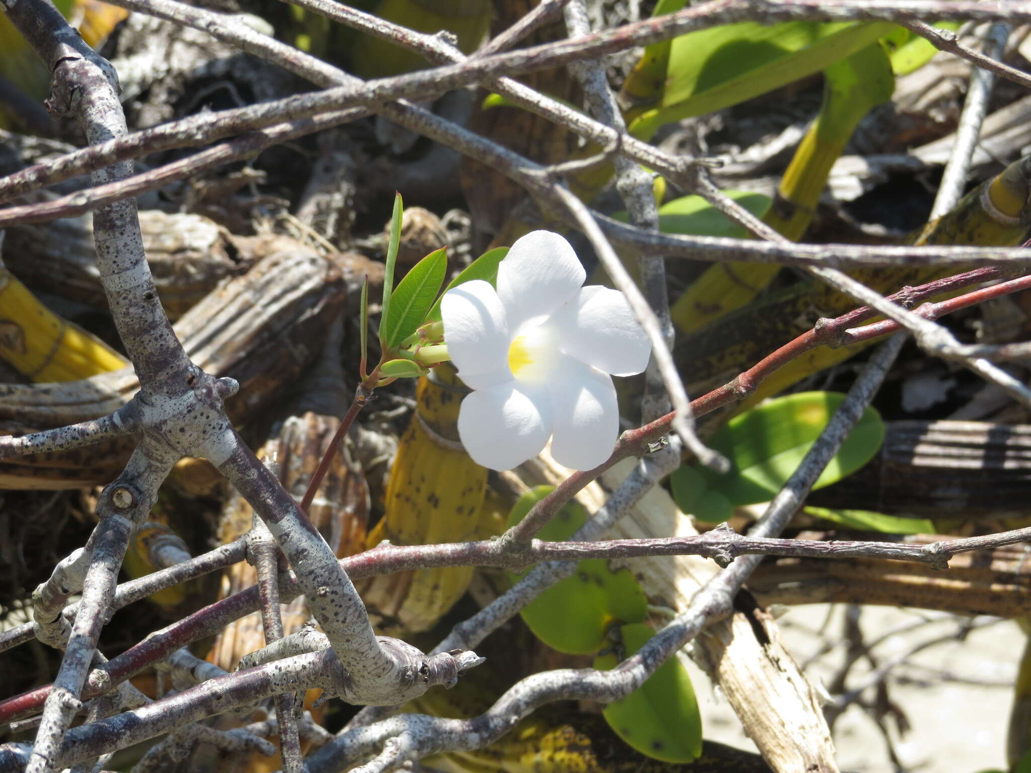 Image of Mangrovevine