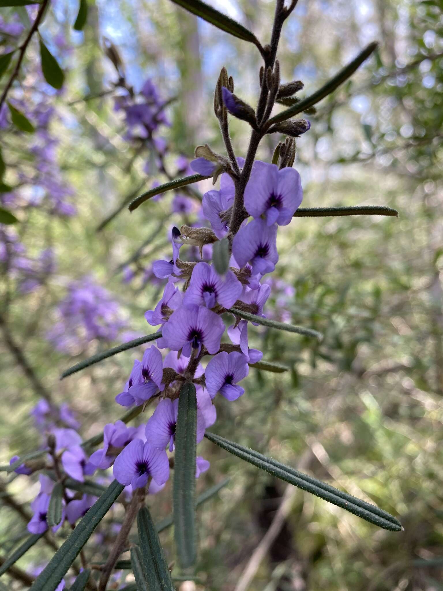 Hovea asperifolia subsp. spinosissima I. Thomps.的圖片