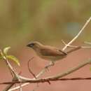 Image of Spotted Munia