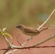 Image of Spotted Munia