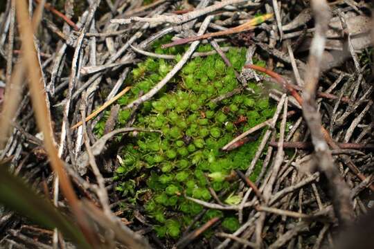 Image of Pleurophascum occidentale Wyatt & Stoneburner 1989