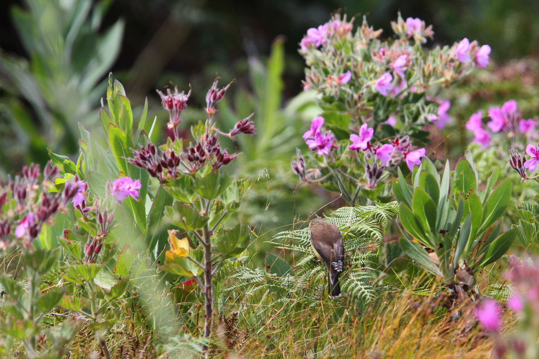 Image of Cape Siskin