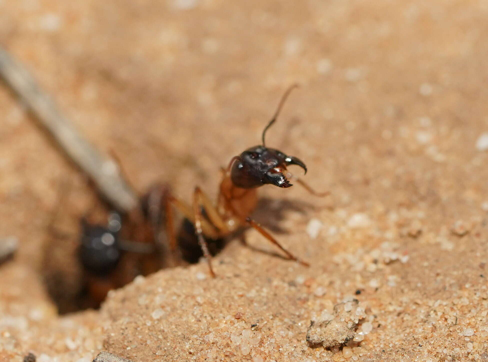 Plancia ëd Camponotus terebrans (Lowne 1865)