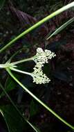 Image of Melicope magnifolia (Baill.) T. G. Hartley