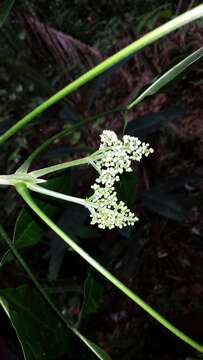 Image of Melicope magnifolia (Baill.) T. G. Hartley