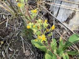 Imagem de Oreochrysum parryi (A. Gray) Rydb.