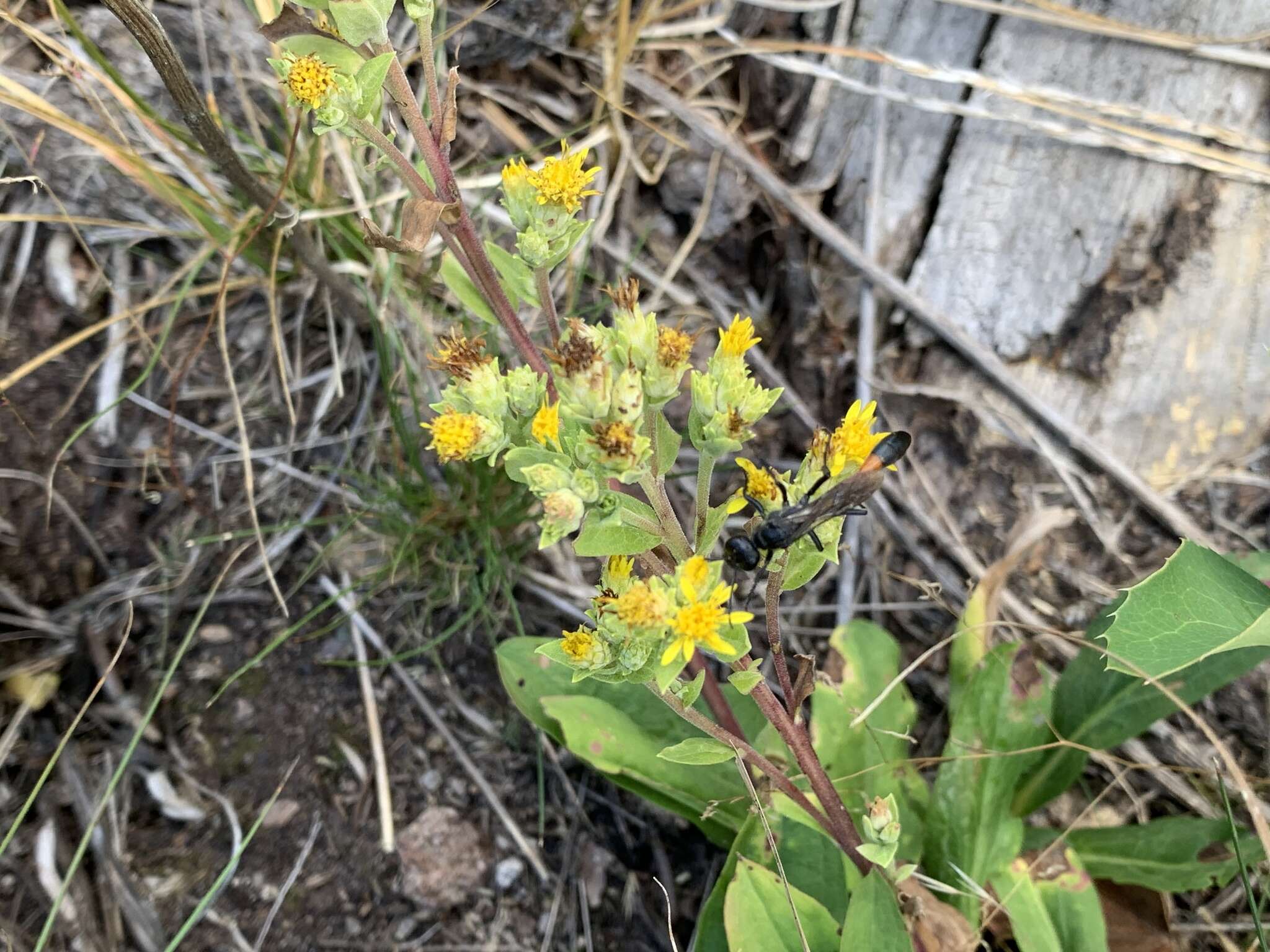 Image of Parry's goldenrod