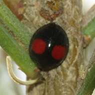 Image of Cactus Lady Beetle