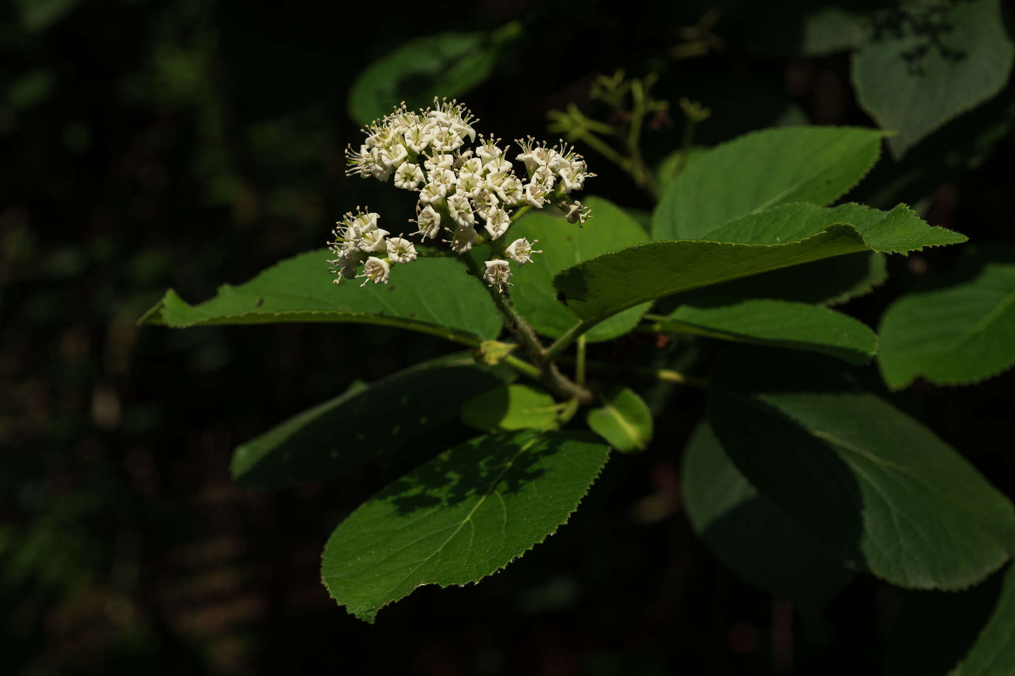 Image of Ehretia dicksonii Hance