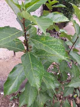 Image of Ficus ulmifolia Lam.