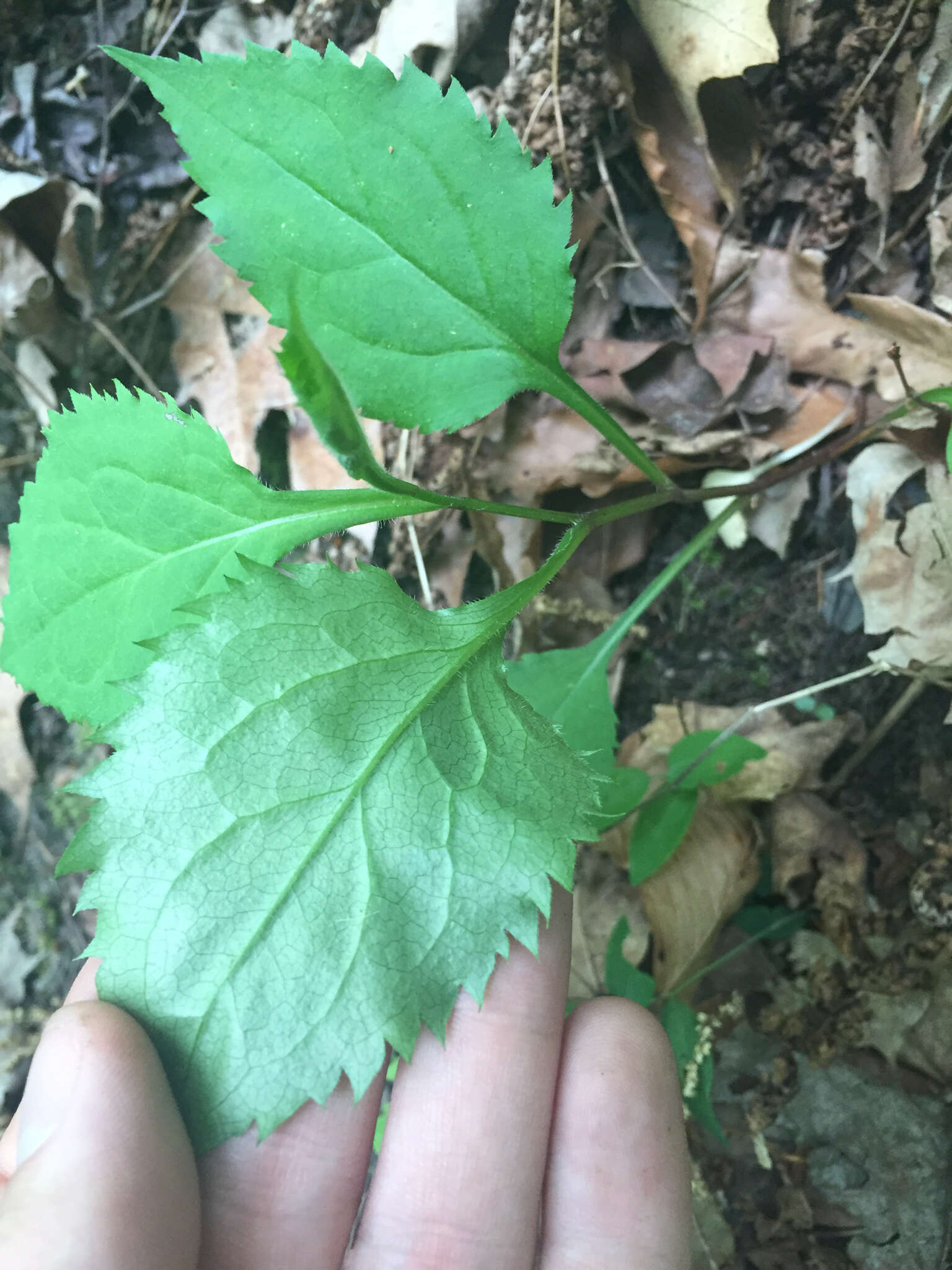 Image of Broad-leaved goldenrod