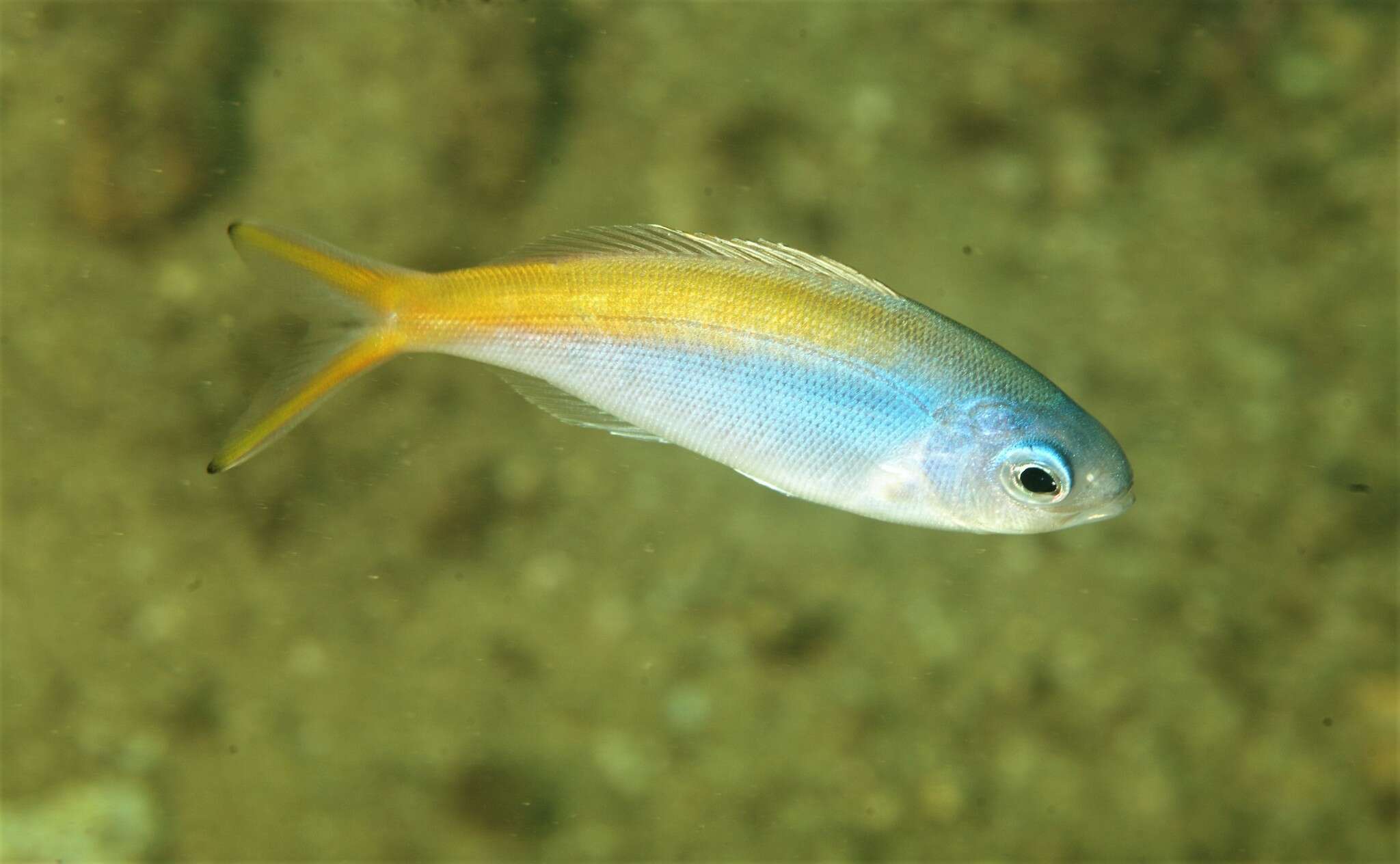 Image of Yellowtail blue snapper