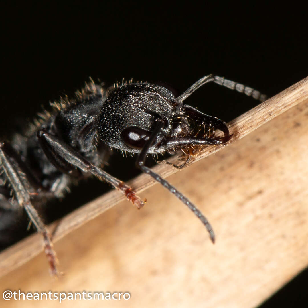 Image of Myrmecia queenslandica Forel 1915