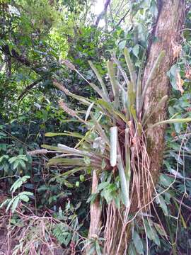 Image of Aechmea blumenavii Reitz