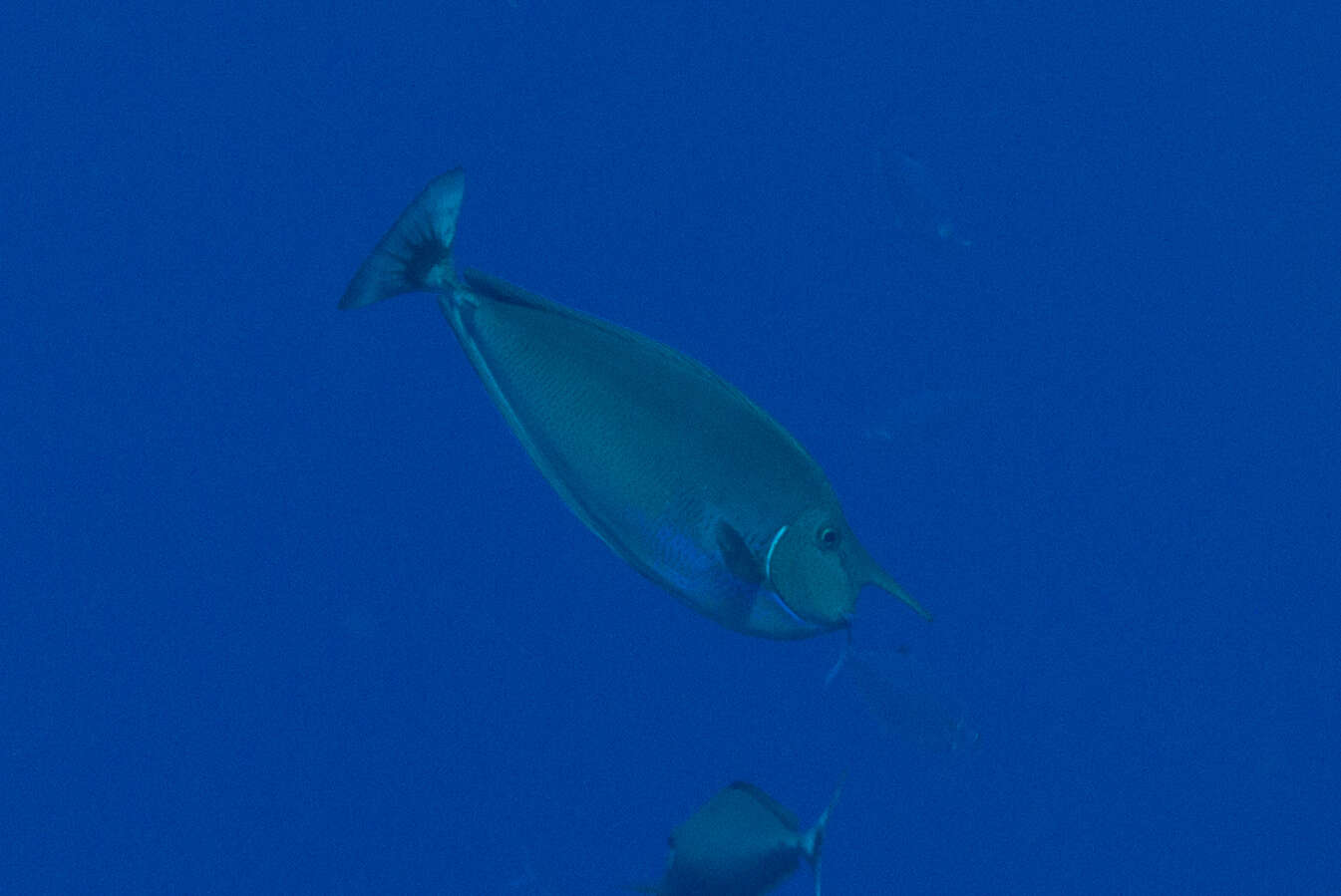 Image of Brown Unicornfish