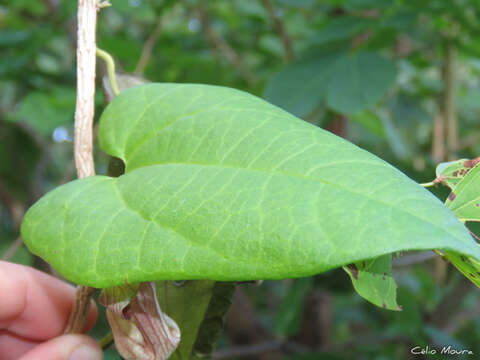 Image of Aristolochia birostris Duch.