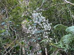 صورة Clematis crassifolia Benth.