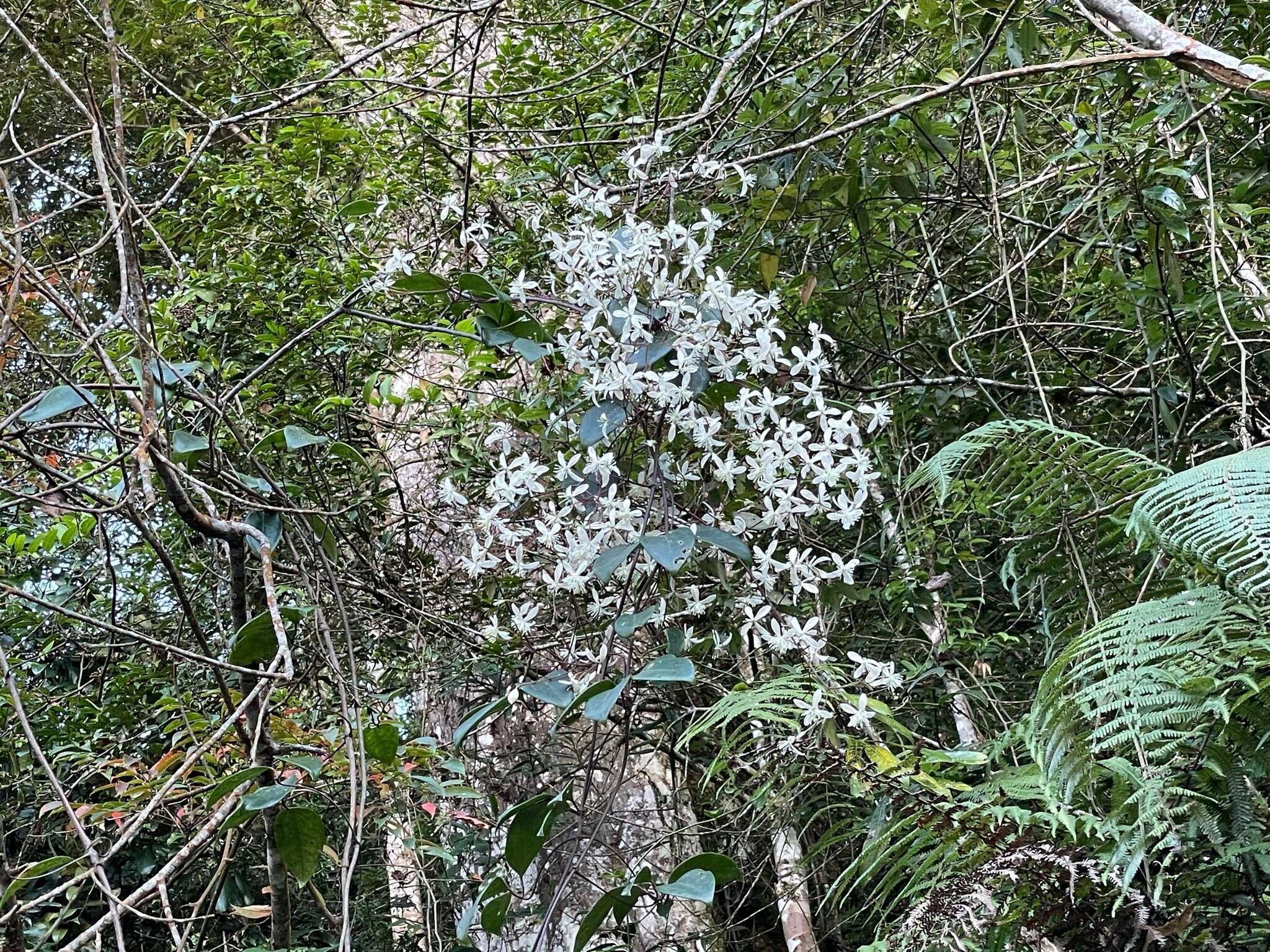 Image of Clematis crassifolia Benth.