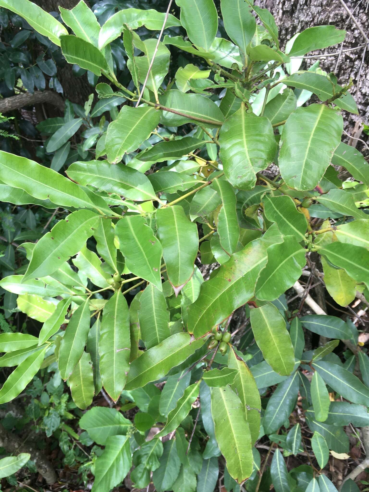 Image of Chapelieria multiflora N. M. J. Davies & A. P. Davis