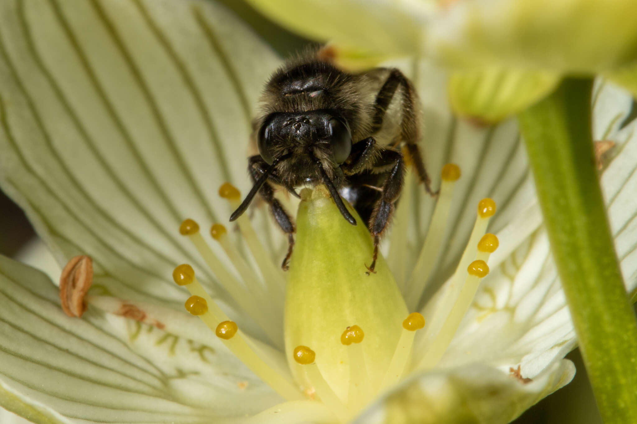 Image of Andrena parnassiae Cockerell 1902