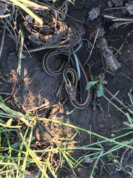 Image of Western Ribbon Snake