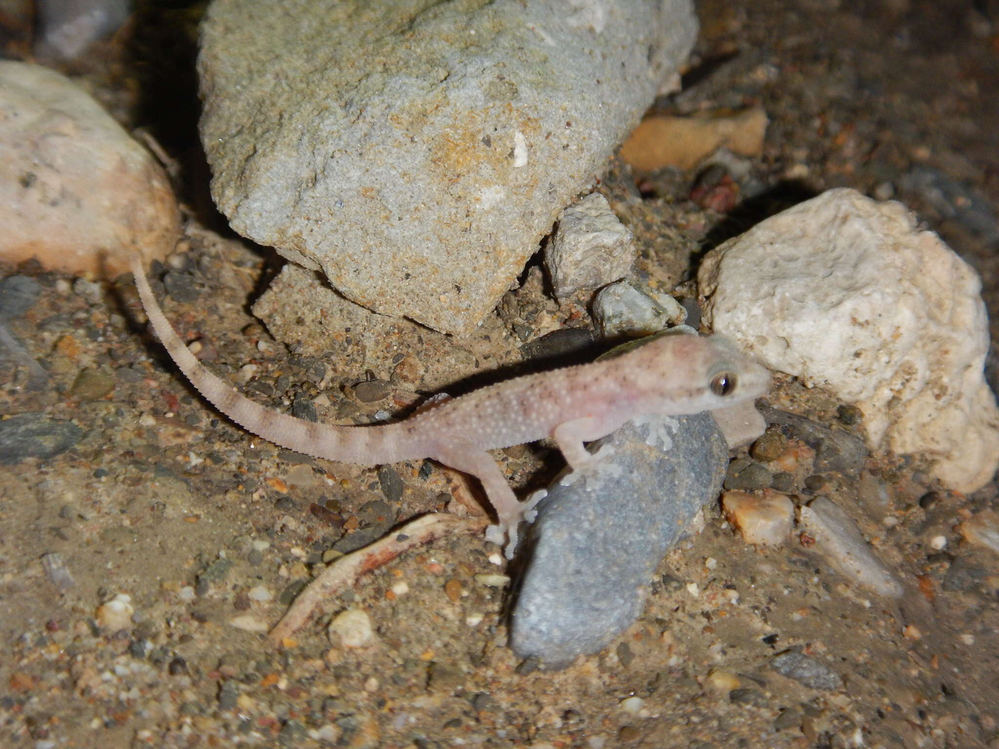 Imagem de Phyllodactylus bordai Taylor 1942