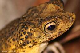 Image of Puerto Rican crested toad