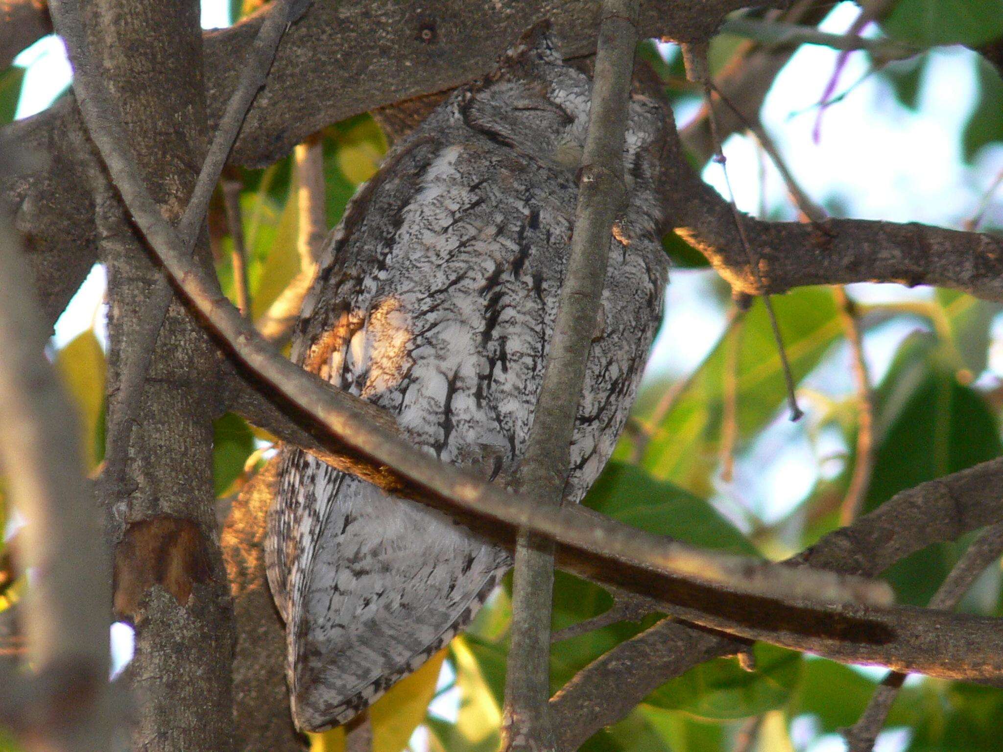 Image of Otus senegalensis senegalensis (Swainson 1837)