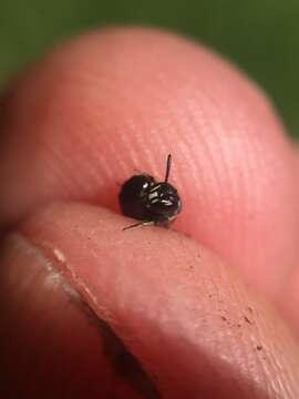 Image of Hylaeus perhumilis (Cockerell 1914)