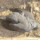 Image of Black Cuckoo-dove