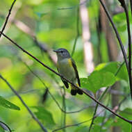 Image of American Redstart