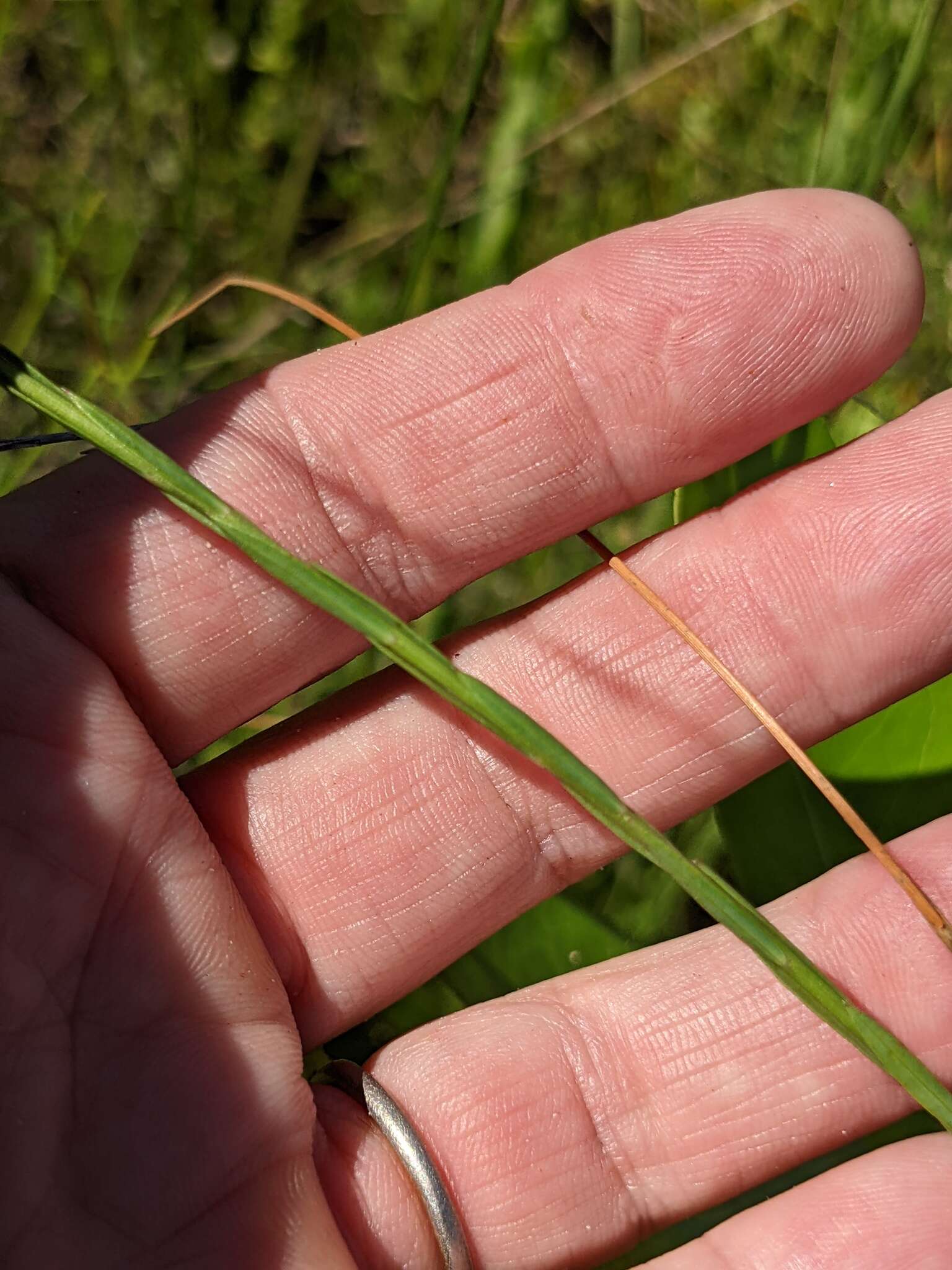 Image of Florida Yellow Flax