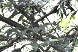 Image of Bornean Brown Barbet