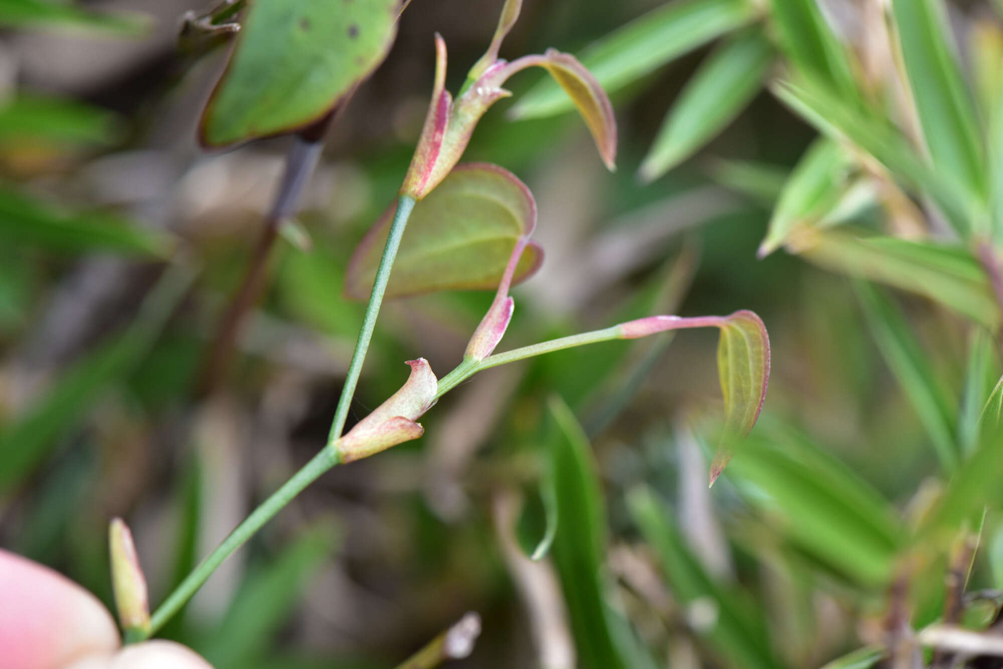 Image of Smilax menispermoidea A. DC.