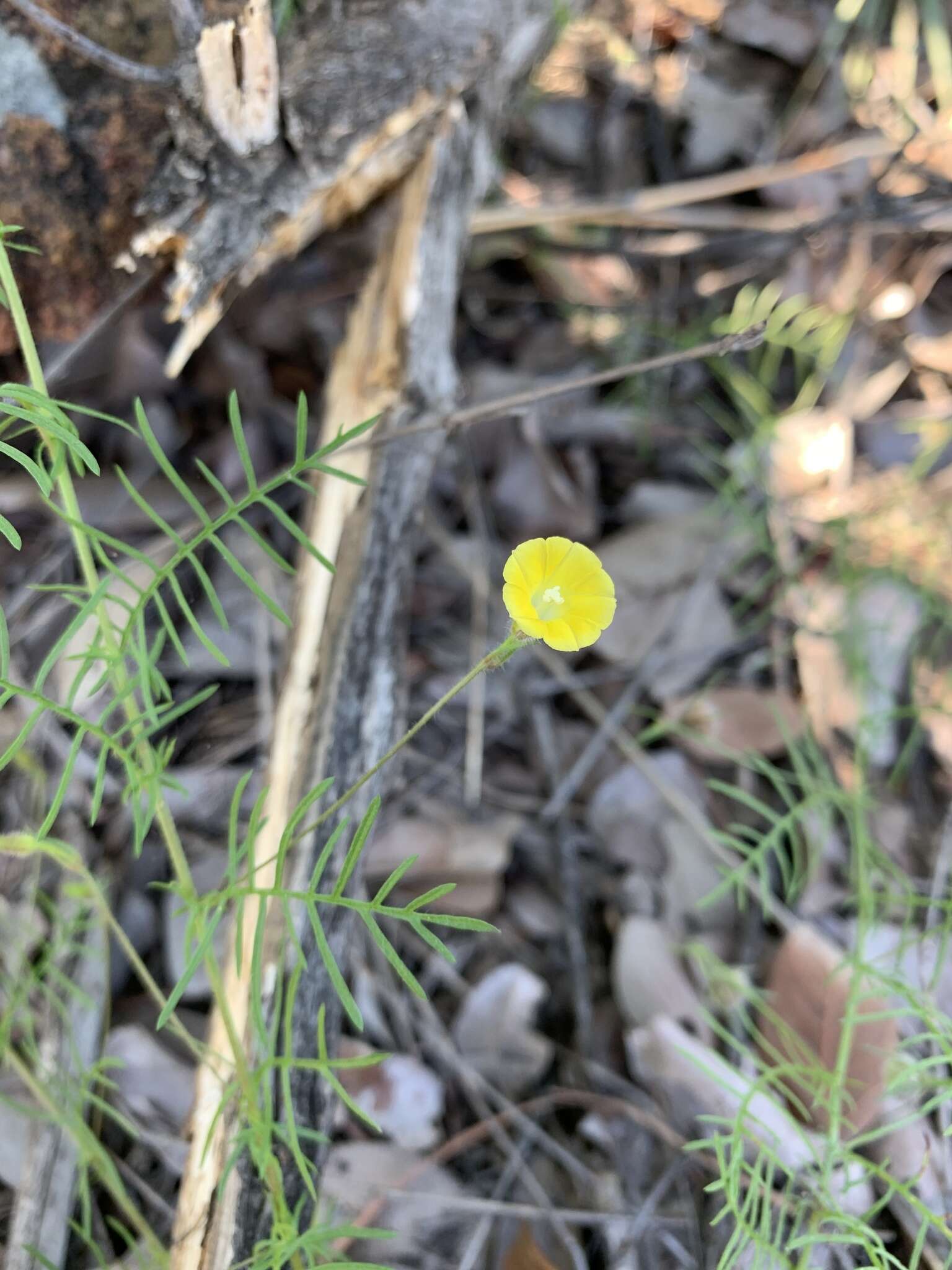 Imagem de Xenostegia pinnata (Hochst. ex Choisy) A. R. Simões & Staples