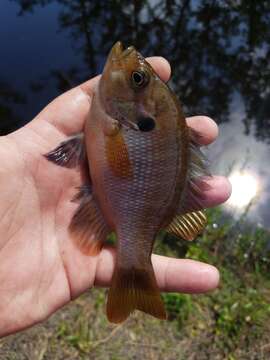 Слика од Lepomis punctatus (Valenciennes 1831)