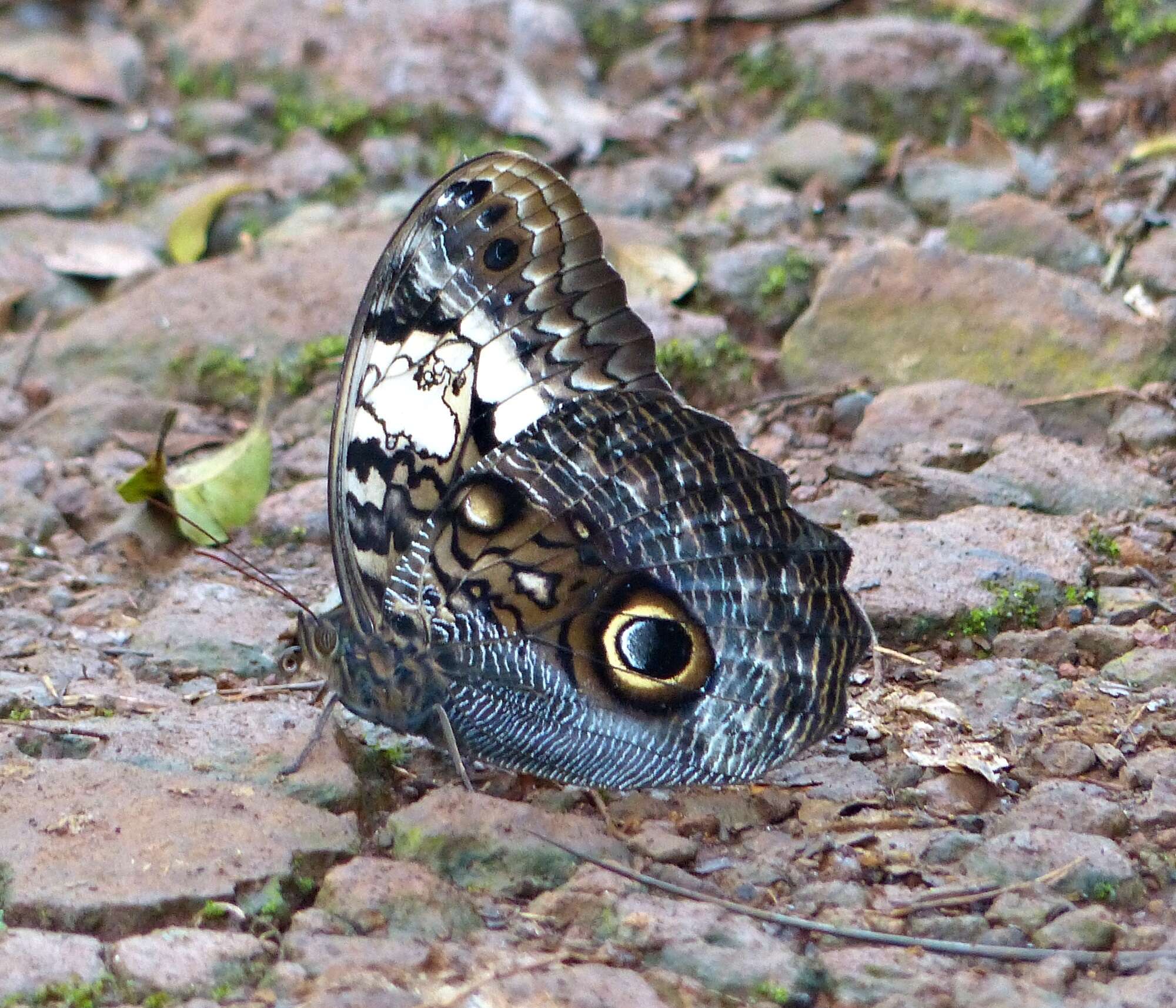 Image of Caligo martia Latreille & Godart 1824